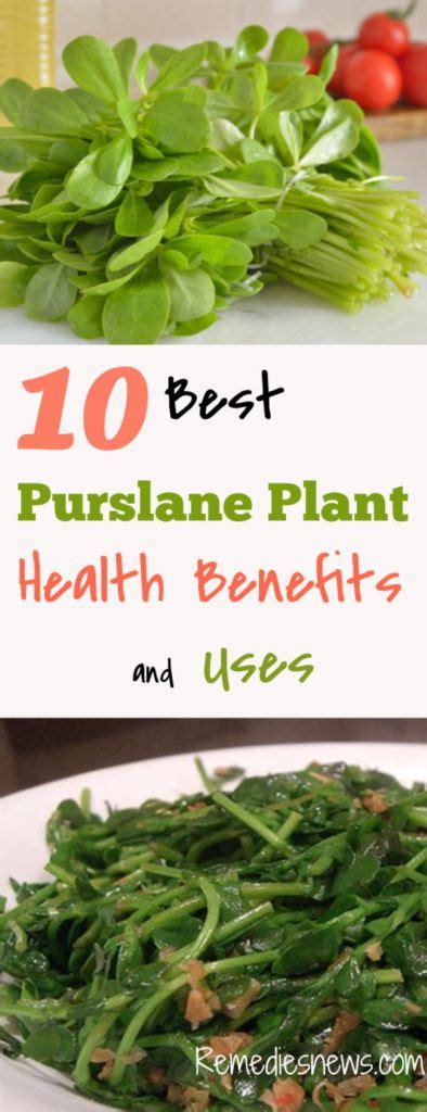 10 Health Benefits Of Purslane