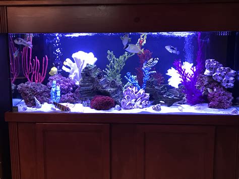 Ultimate Guide: 100 Gallon Fish Tank Setup