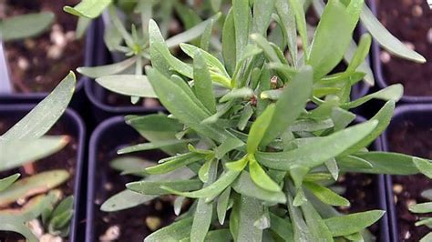 12 Herbs You Can Grow At Home And Never Buy Again Craft Your Happy Place