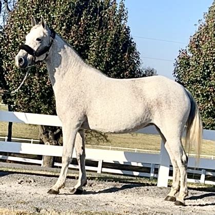 16 Silver N Sassy 21201751 A Daughter Of Cash Silver N Prestige And Out Of A Generator And 16 Silver N Sassy 21201751 A Daughter Of Cash Silver N Prestige And Out Of A Generator And