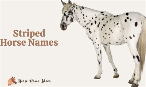 250 Striped Horse Names With Meanings Horsenameideas Com