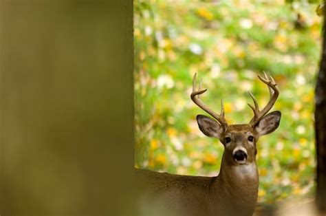 303 000 Deer Harvested During 2022 Hunting Seasons Mlive Com