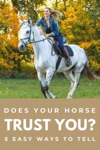 7 Simple Ways To Make Your Horse Trust You Again Fast Results