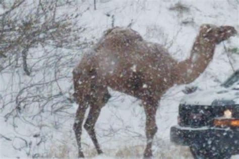 A Camel Showed Up In Pennsylvania Amp 39 S Snowstorm Phillyvoice A Camel Showed Up In Pennsylvania Amp 39 S Snowstorm Phillyvoice