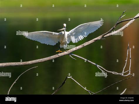 A Snowy Egret At City Park In Denver Colorado Parades Its Fresh Fish