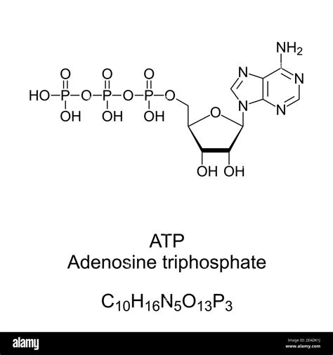 Adenosine Triphosphate