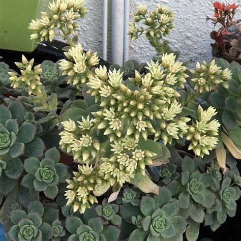 Grow Exotic Aeonium Haworthii Indoors: Secrets