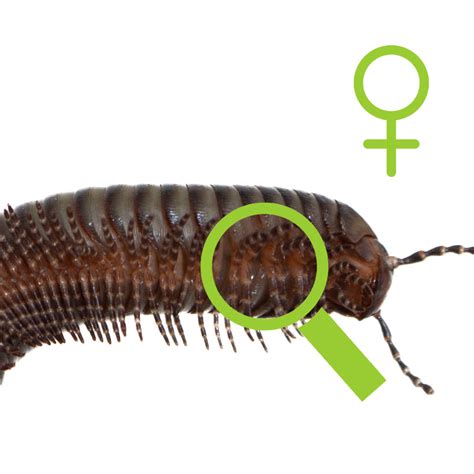 African Sexing: 7 Essential Tips