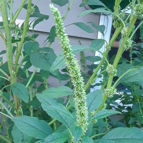 The Ultimate Guide to Managing Amaranthus Palmeri in Your Garden