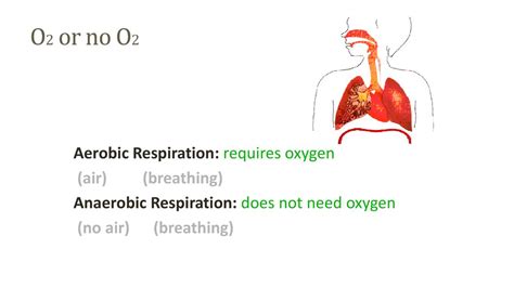 Discover What Term Means Not Requiring Oxygen