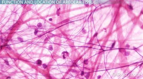 Discover Areolar Tissue's Key Location