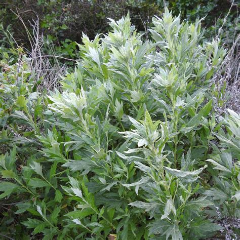 Artemisia Douglasiana: Rare Plant Secrets Unveiled
