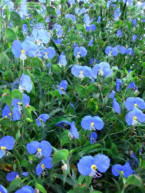 Asiatic Dayflower: A Blooming Secret Worth Knowing