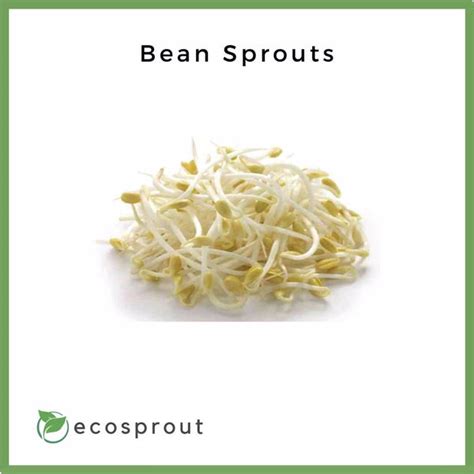 Bean Sprouts In Grocery Store