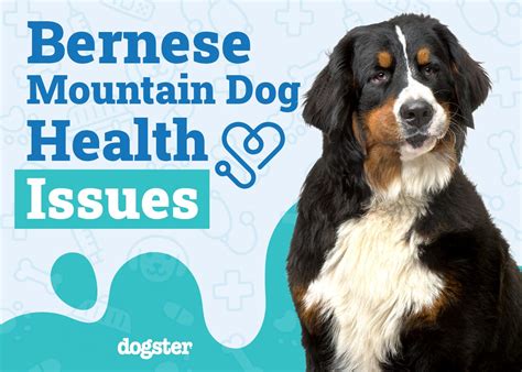 Bernese Mountain Dog Health Issues