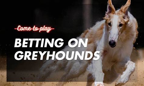 Bet On Greyhounds