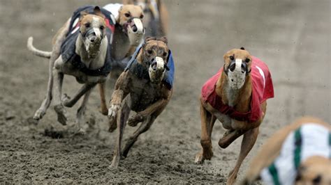 Bill Introduced That Would Halt Wv S Greyhound Racing