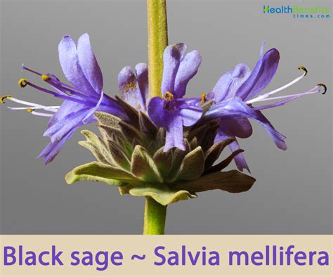Unlock Mysteries of Black Sage Benefits