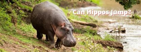 Can Hippos Jump? Surprising Facts Revealed!