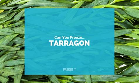 Can You Freeze Tarragon Yes Here Amp 39 S How Freeze It