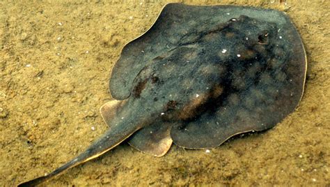 Charlotte The Celebrity Stingray Of Viral Pregnancy Fame Has Died Iflscience