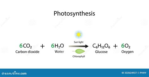 Mastering Photosynthesis: Simple Chemical Equation