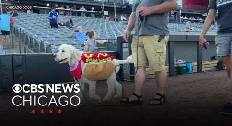 Chicago Dogs Hosting Bark At The Ballpark Game Tuesday Night At Impact Chicago Dogs Hosting Bark At The Ballpark Game Tuesday Night At Impact