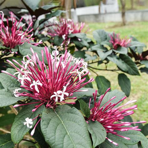 Clerodendrum Starburst