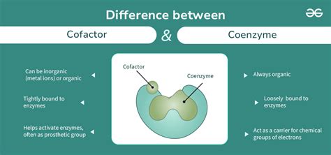 Cofactor vs Coenzyme: Unveiling Biological Mysteries