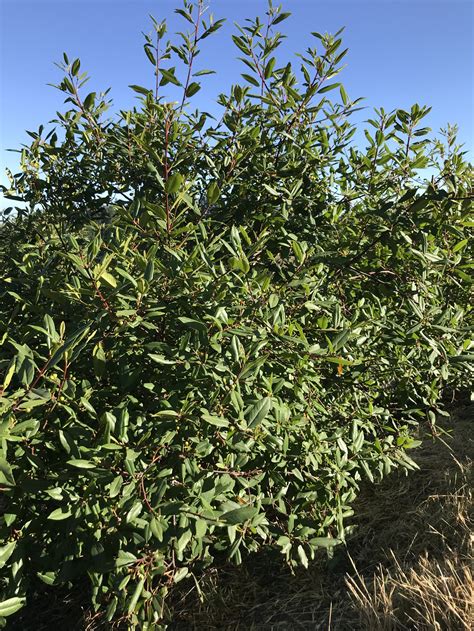 Discover the Health Benefits of Coffeeberry: Nature's Hidden Superfruit