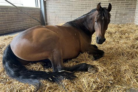 Colic Horse: Recognizing Symptoms Early for Better Treatment
