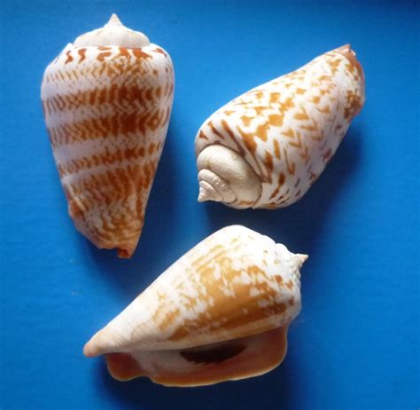 Conomu: Unveil Hidden Business Insights