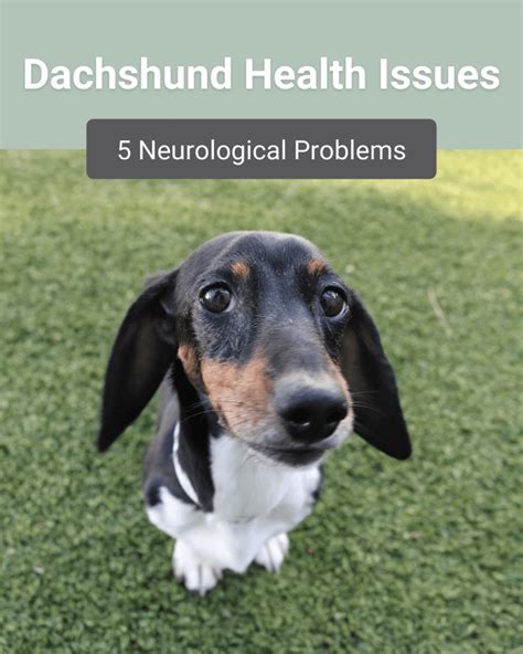 Dachshund Health Issues