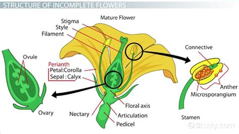 What Makes a Flower Incomplete? Simple Guide