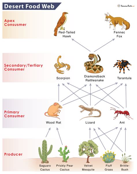Desert Food Web Secrets Unveiled