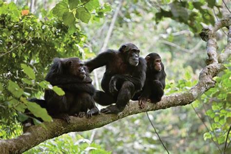 Destination Tanzania Tour Info East African Jungle Safaris Destination Tanzania Tour Info East African Jungle Safaris