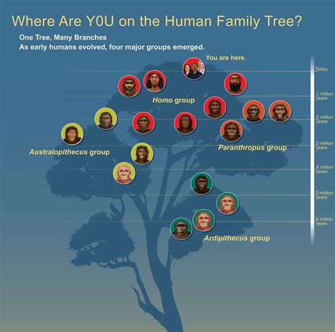 Did The Human Family Tree Just Get Simpler Skull Stirs Up Debate