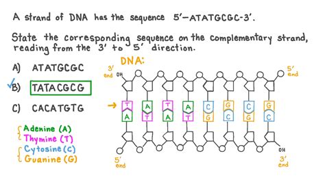 DNA Complementary Strand Secrets Unveiled