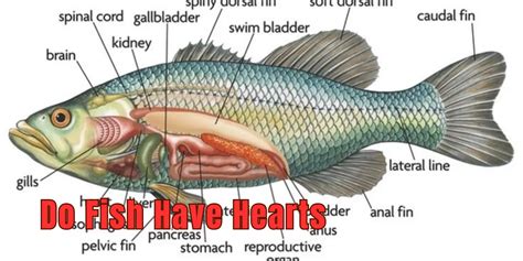 Do Fish Have Hearts: Surprising Heart Facts Revealed