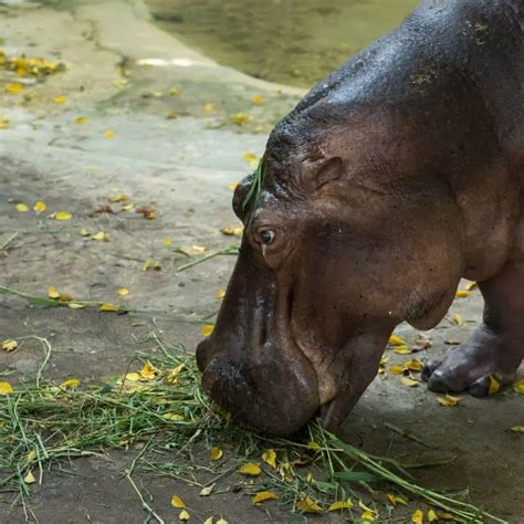 Do Hippos Eat Meat: Surprising Facts Revealed