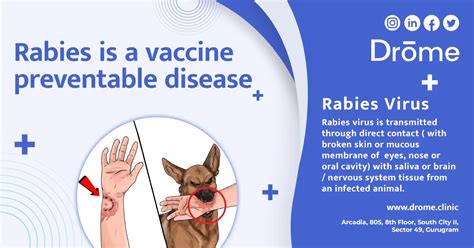 Dog With Rabies Virus Rabies Florida Department Of Health