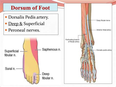 Dorsum of Foot: Hidden Pain Secrets Unveiled