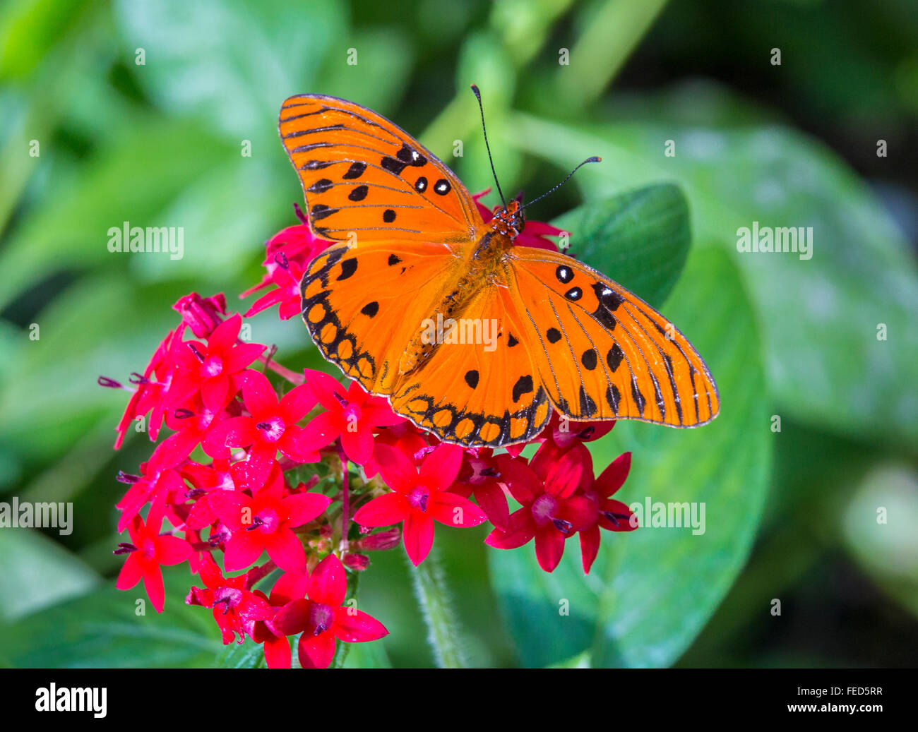 Estates Collection Inlet House For Sale At Gated Community Kingfisher Reserve 5700 Sw 106Th Ave Cooper City Fl 33328