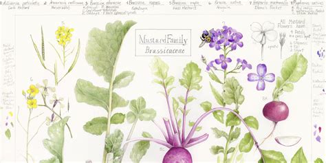 Explore the Nutritious Family of Mustard: Your Guide to Health Benefits