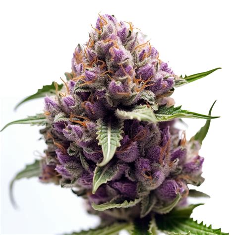 Fast Flower Sr71 Purple Kush Seeds Sr71 Purple Kush Seeds