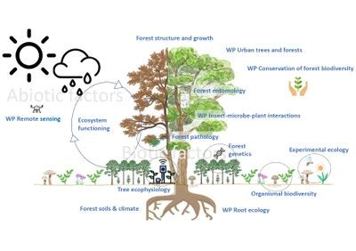 Financial Value Of Forest Ecology Research At Esf: Ecosystem Services