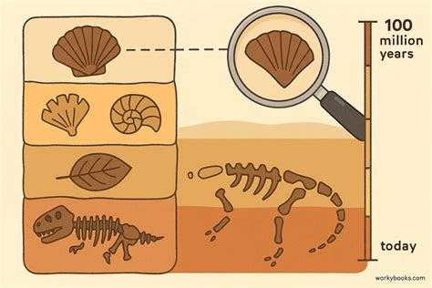 Fossil Record Definition: Unlocking Earth's Ancient Secrets