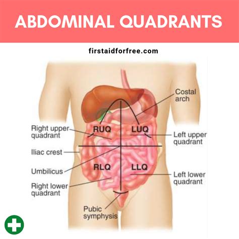 Uncovering the Four Quadrants of the Abdomen: Essential Insights for Medical Professionals