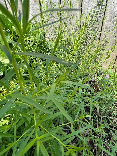 French Tarragon Fresh Buy Online Foraged