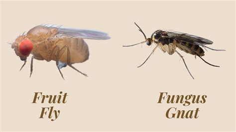 Fruit Fly vs Gnat Comparing Tiny Pests in Your Home